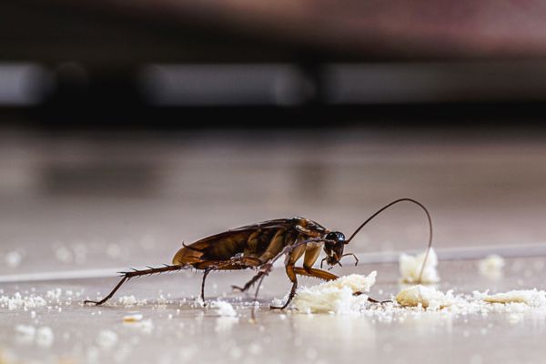 Cockroach eating bread crumbs