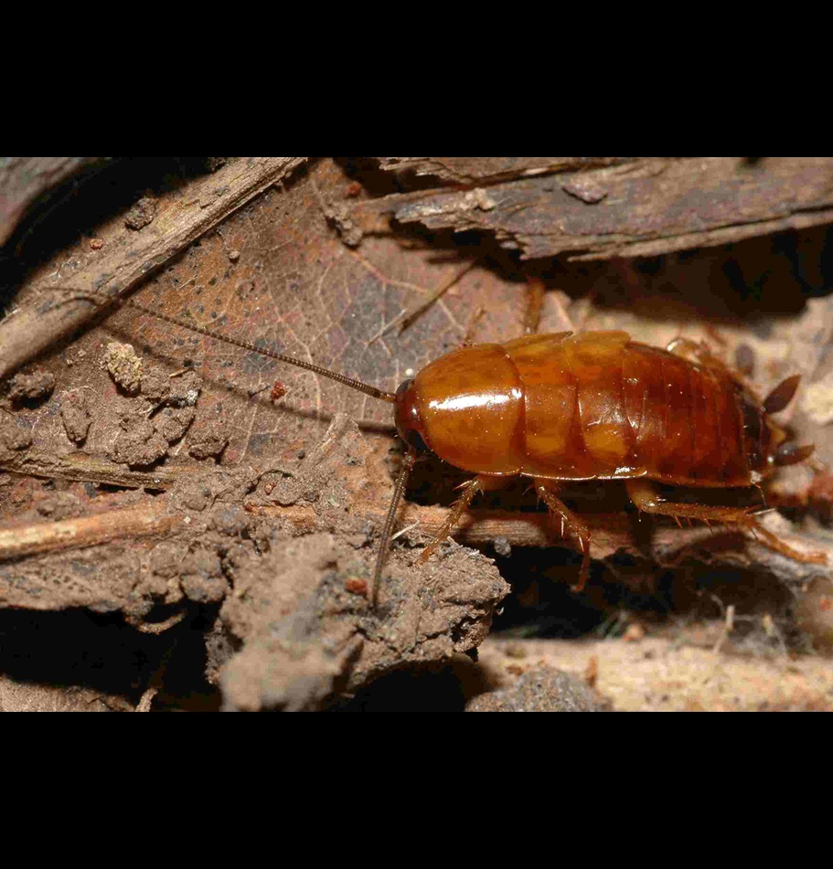 Florida woods palmetto cockroach