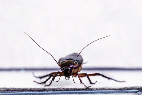 Cockroach front view