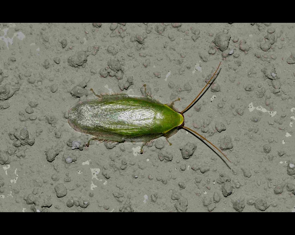 Green Cuban cockroach