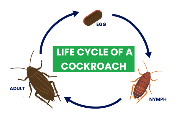 Lifecycle of a cockroach