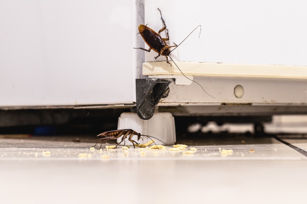 cockroaches in kitchen with crumbs