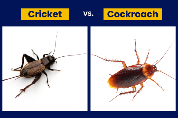 Cricket and cockroach comparison
