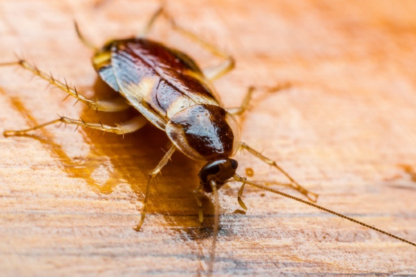 Cockroach upclose