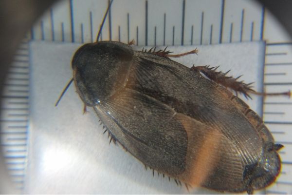 surinam roach