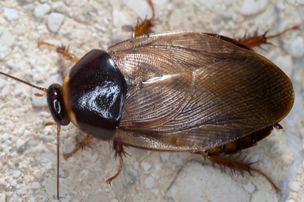 surinam roach