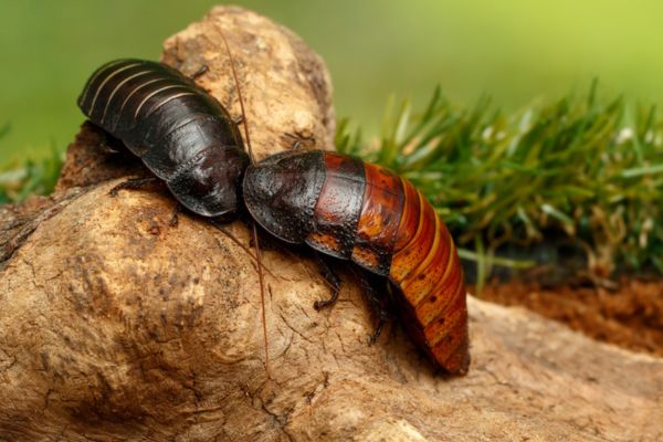 Two cockroaches together