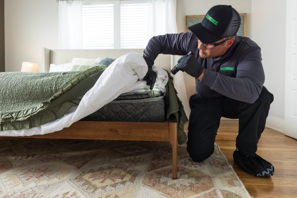 Colleague inspecting bed for signs of bedbugs