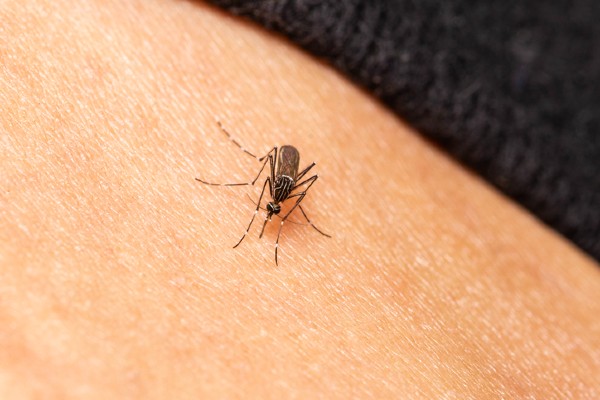 Mosquito on human