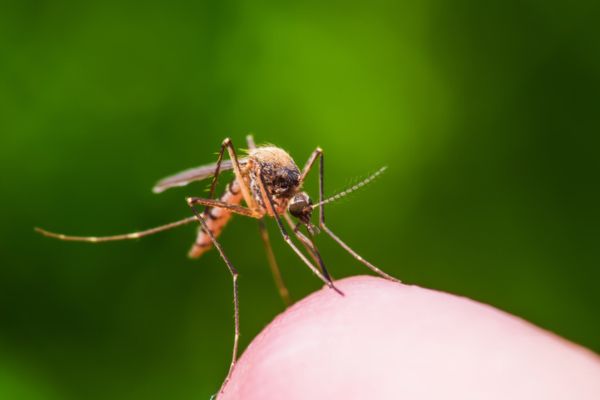 Mosquito on skin up close