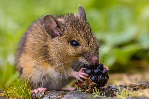 Mouse eating