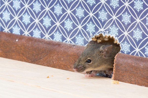 Mouse poking out of wall