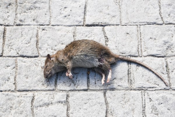 Dead rat