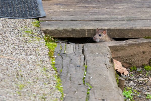 potential entry spot for rodent