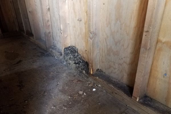 Rat burrow