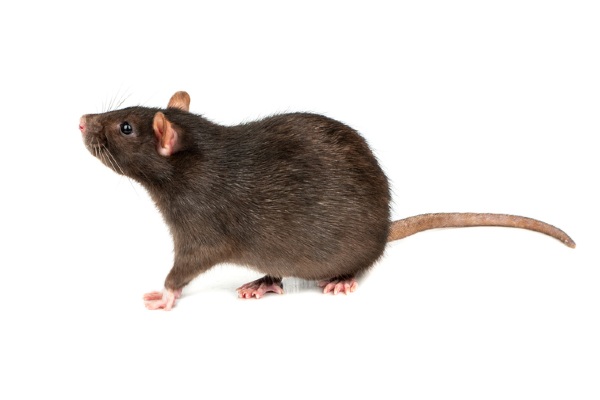 Rat on white background