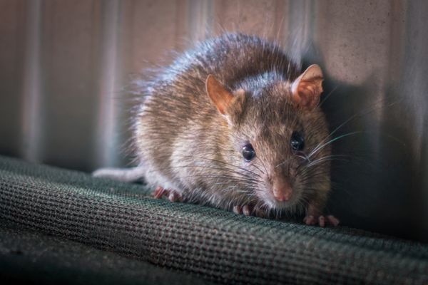 Rat staring directly at camera