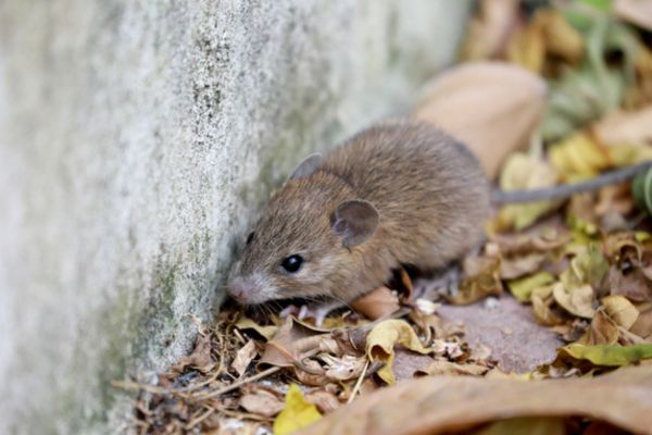 rodent crawling along home foundation