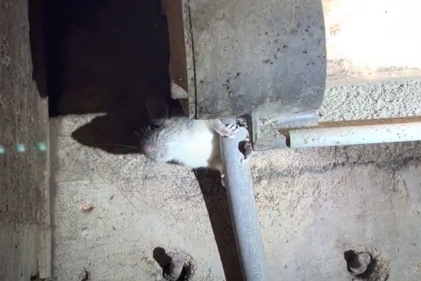 Roof Rat