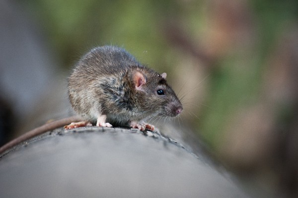 Close up of a rat