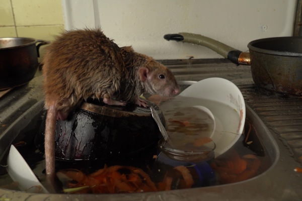 Rat tin dishes