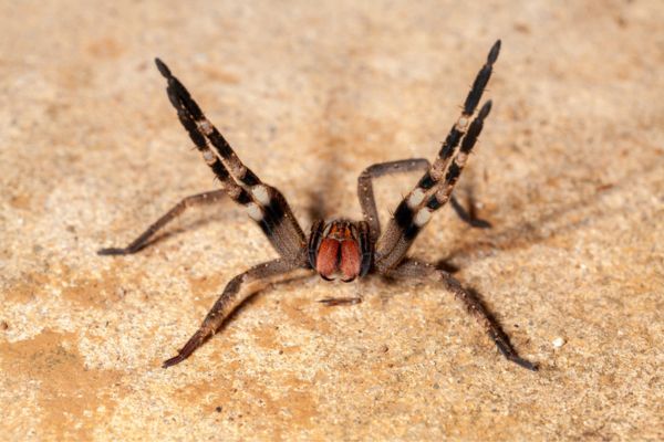Spider on the ground