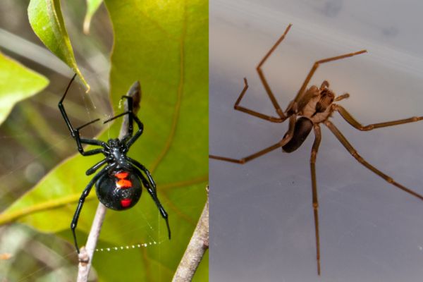 Brown recluse and black widow spider