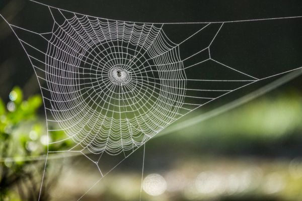 Close up of spider web