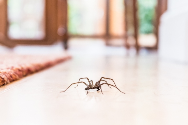 Common house spider on floor