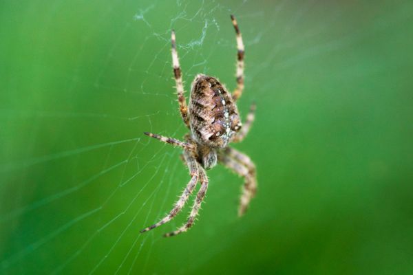 European garden spider