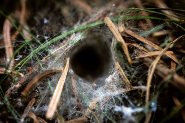 Funnel spider web