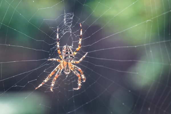 Spider on a web