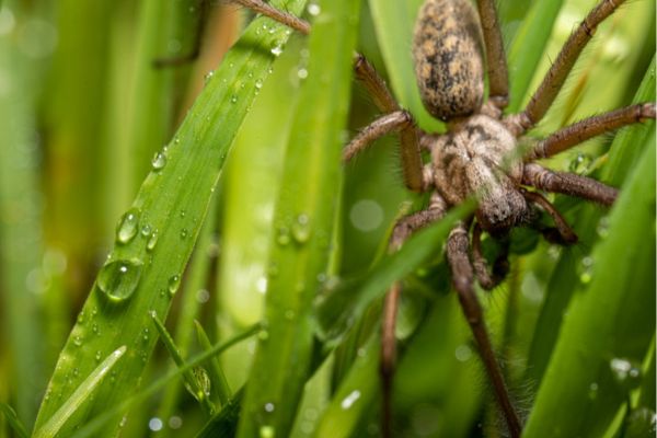 Hobo spider