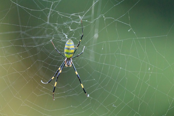 Joro spider spider web