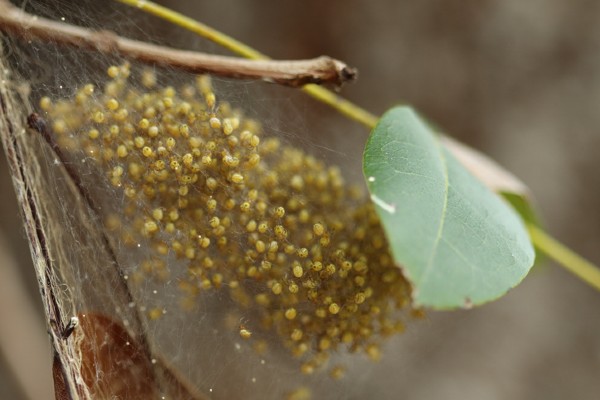 orb weaver spiderlings