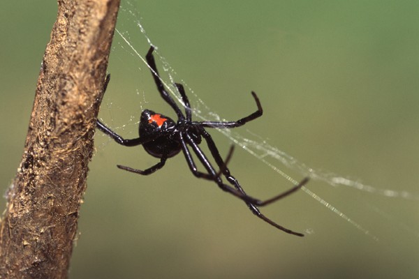 Spider crawling along web