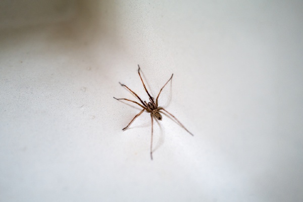 Spider crawling on the floor