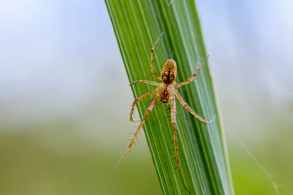 Spider on leaf