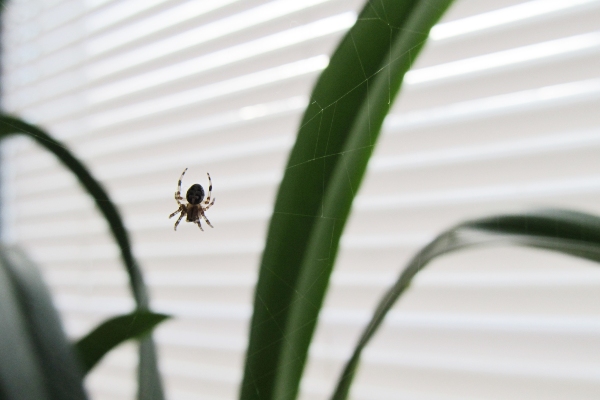 Spider on plant