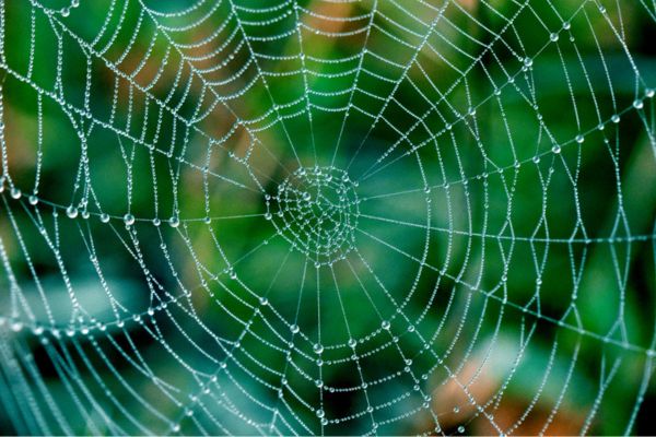 Spider web in rain