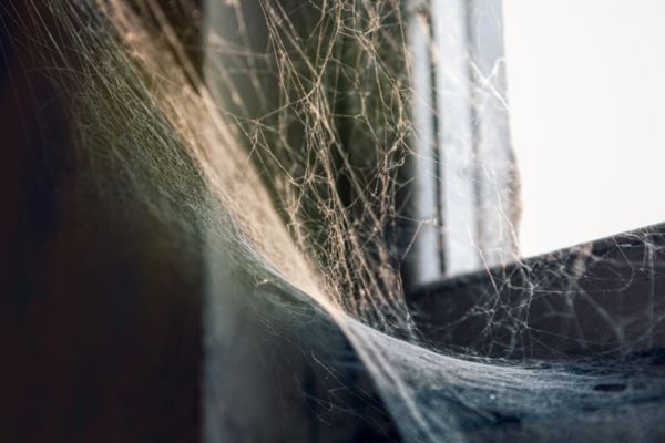 Spider web