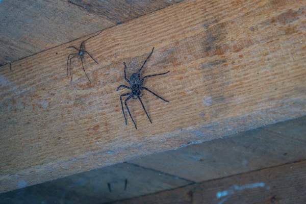 two spiders in home