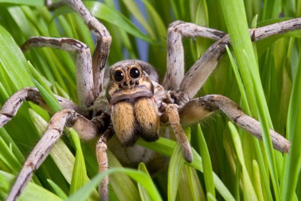 Wolf spider among plants
