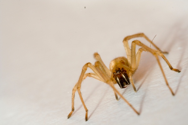 Yellow sac spider up close