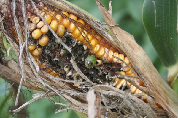Stink bug damaging corn crops