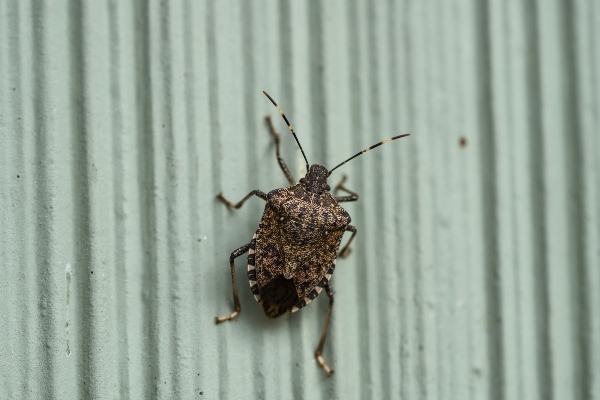 stink bug on a wall