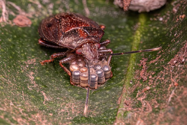 Stink bug protecting eggs
