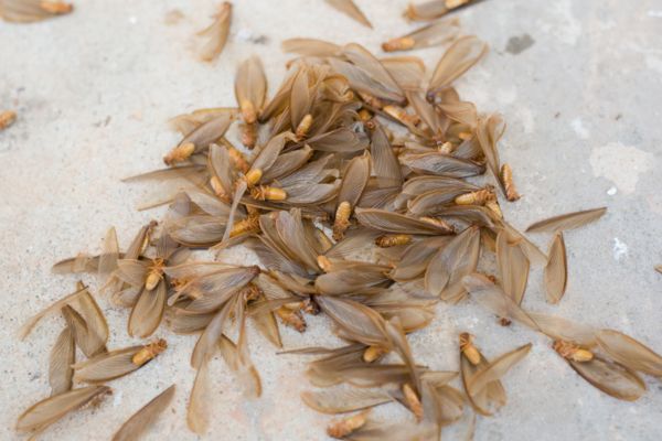 Flying termites