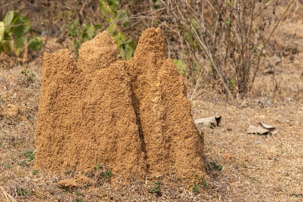 Large termite mound