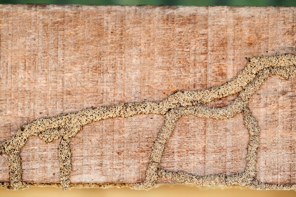 Termite mud tubes